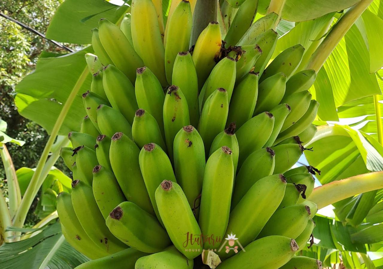 Вилла Hutiarii House & Car & Excursions Raiatea Tevaitoa Экстерьер фото